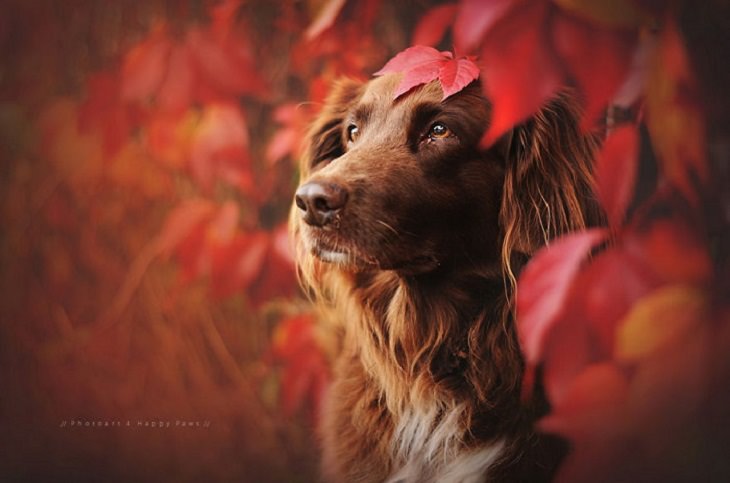 Dogs - Breathtaking - Photography