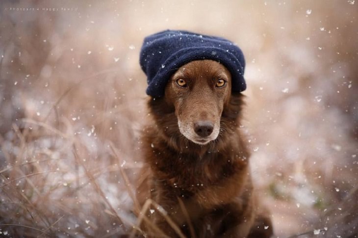 Dogs - Breathtaking - Photography