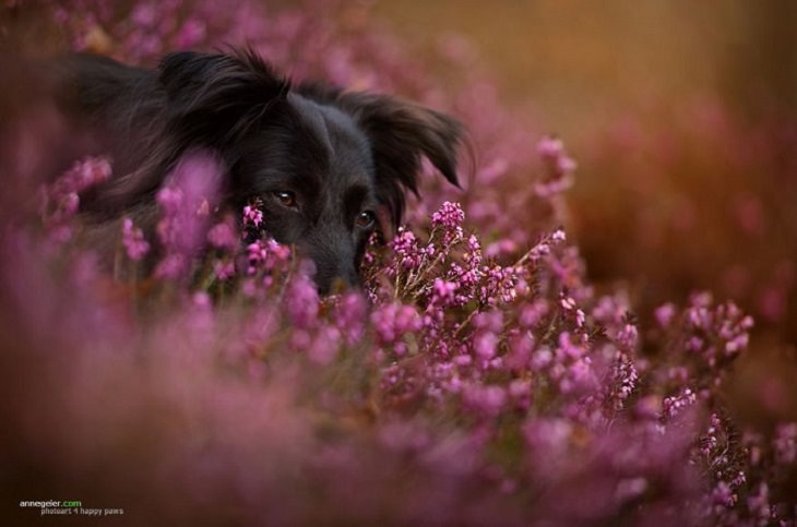 Dogs - Breathtaking - Photography