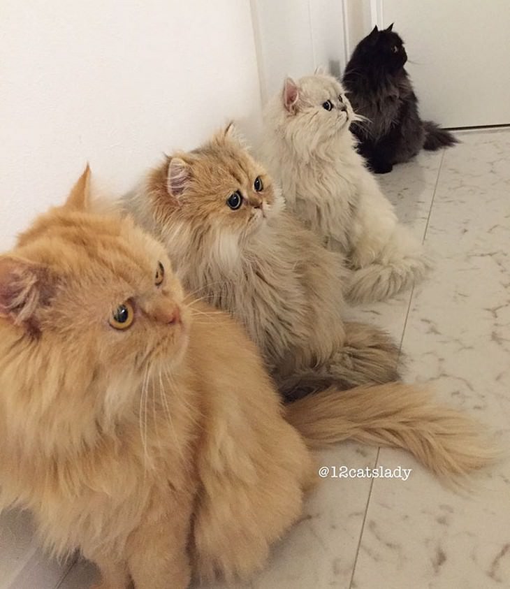 cats, Persian