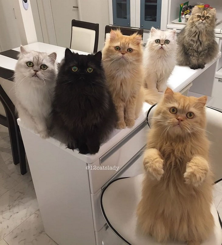 cats, Persian