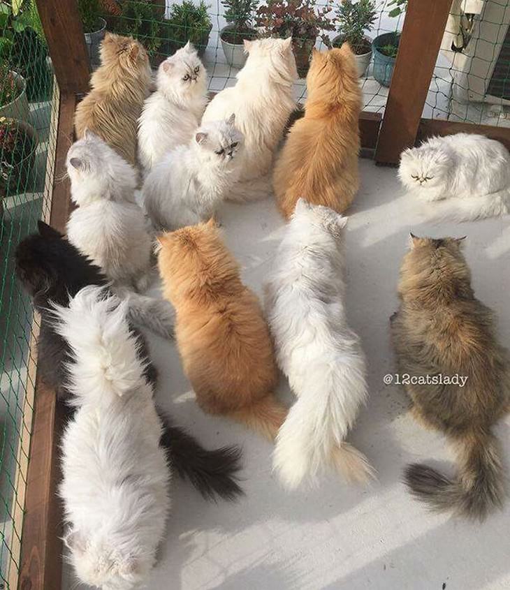 cats, Persian