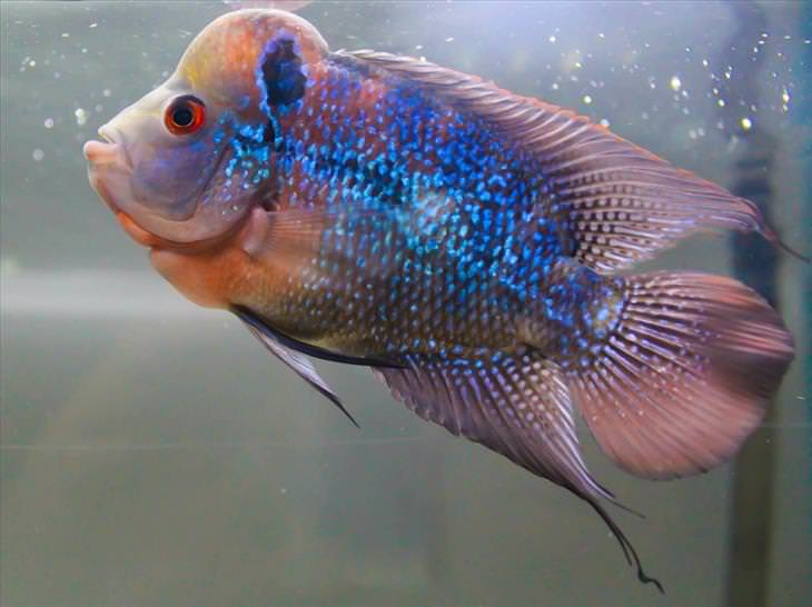 Colorful Fish: Flowerhorn Cichlid