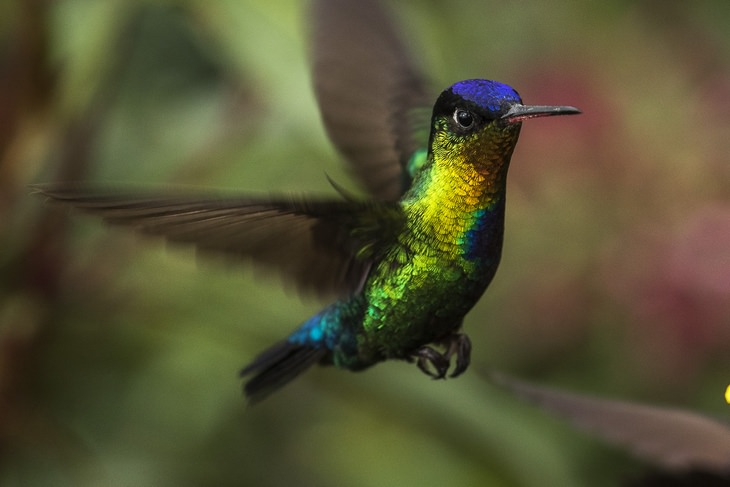 Birds of Costa Rica: hummingbird