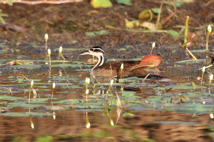 Birds of Costa Rica: sungrebe