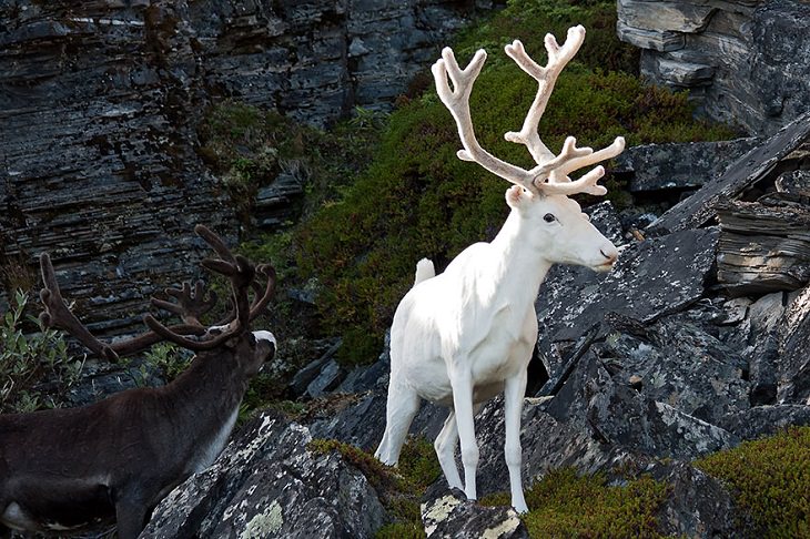 Albino animals reindeer