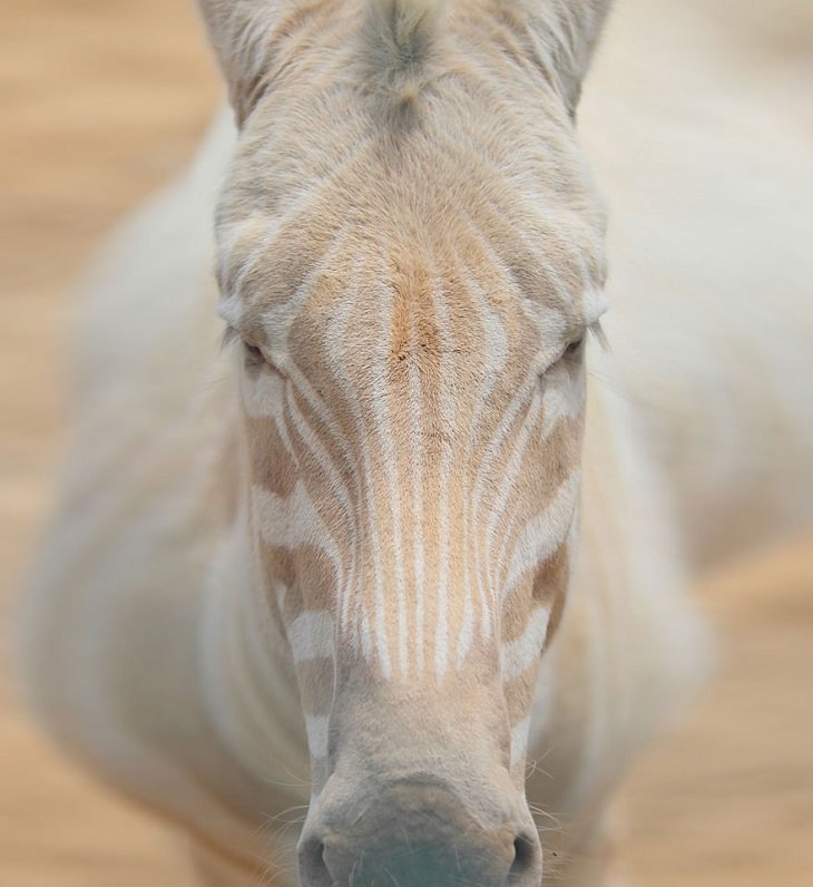 Albino animals  zebra