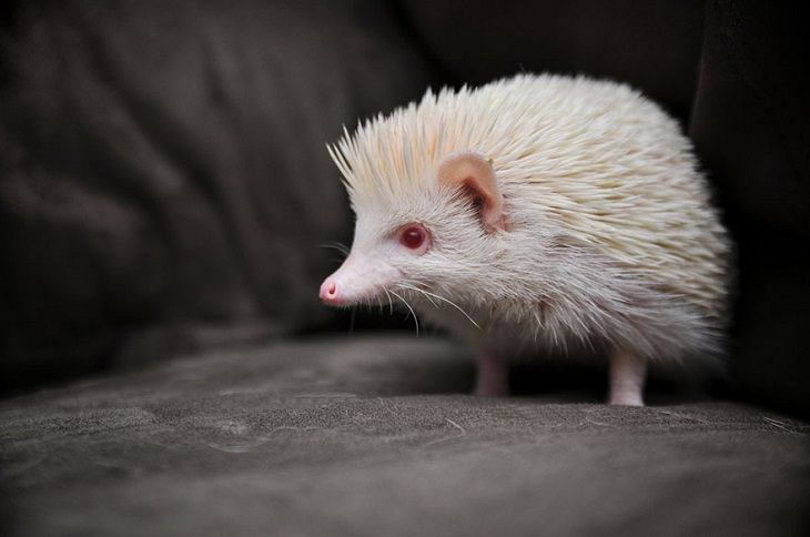 Albino animals hedgehog