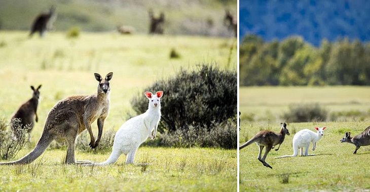 Albino animals kangaroo