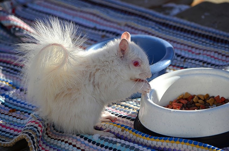 Albino animals squirrel