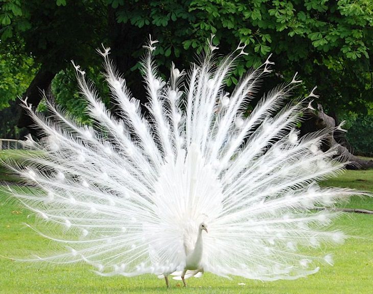 Albino animals peacock