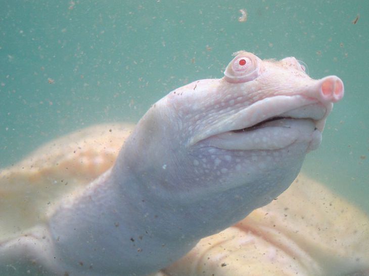 Albino animals turtle