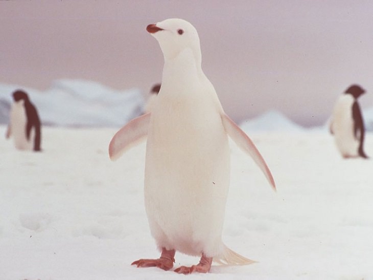 Albino animals Penguin