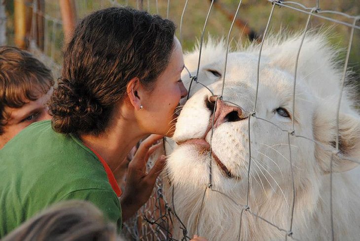 Albino animals lion