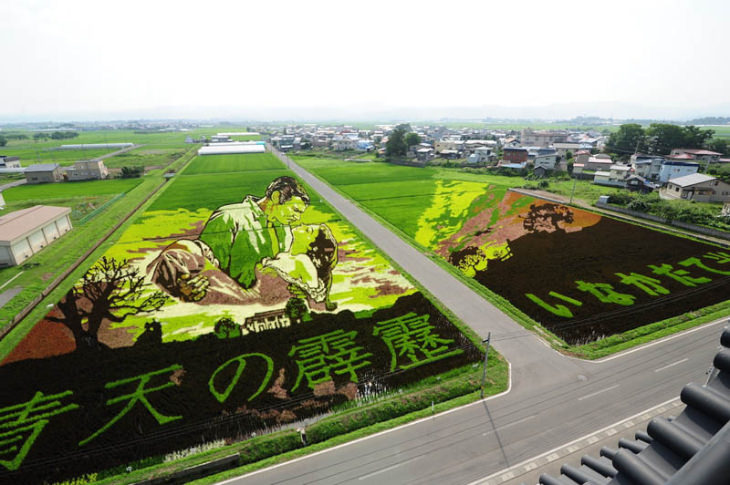 Rice Paddy Art