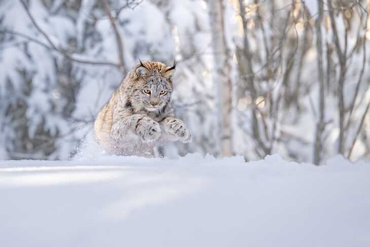 World Nature Photography Awards, 