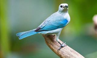 The Gorgeous Birds of Costa Rica