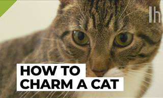 Animal Advice: How to Make Any Cat Like You