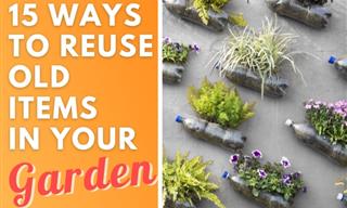 15 Easy Ways to Repurpose Household Waste in the Garden