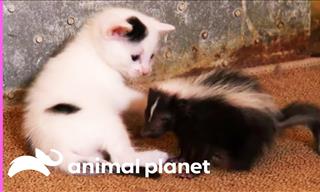 Mother Cat Adopts a Tiny Skunk