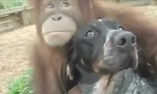 Inter-species Friendships That Melted My Heart