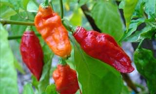 Rating 24 Peppers By Spiciness Using the Scoville Rating