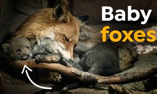 Inside a Red Fox's Den, You Will Find... Cute Baby Foxes!