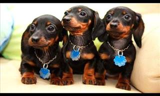 Hilarious Video Compilation of Dachshund Dogs