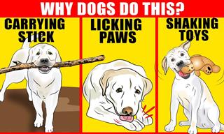 9 Dog Behaviors Explained