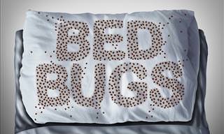 How to Prevent and Treat Bed Bug Infestations