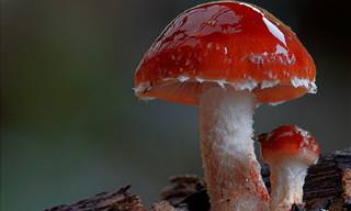 The Fascinating World of Mushrooms