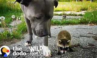 Baby Racoons Adopted by a Dog