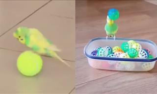 Adorable Budgie Compilation Video