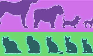 Despite Looking Similar, Cats Are MORE Diverse Than Dogs!