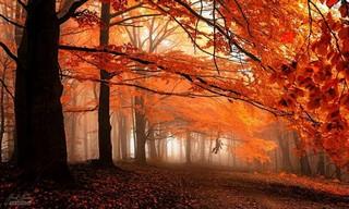 Collection: The Most Beautiful Trees and Forests