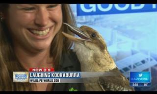 Watch: This Laughing Kookaburra Leaves Everyone Amused