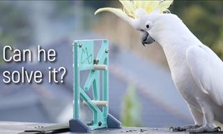 Just How Clever Are Wild Parrots?