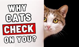 Why Do Cats Check Up on Their Owners?