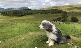 16 Beautiful Breeds of Sheepdogs Found All Over the World