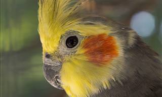 Cockatiel Singing Totoro. Incredible.