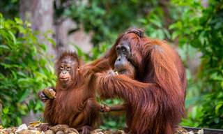 The Secret Life of Orangutans