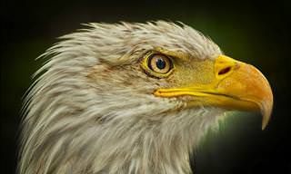 25 Eagle Facts That Will Knock You Over with a Feather