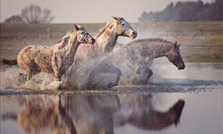 Wiebke Haas's Amazing Horse Photography