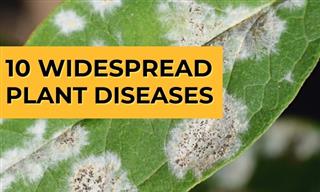 How to Identify and Manage 10 Common Plant Diseases