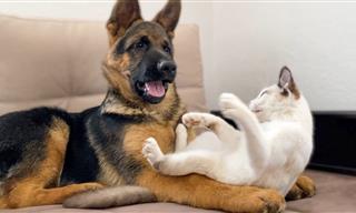 German Shepherd Puppy Playing With Kitty