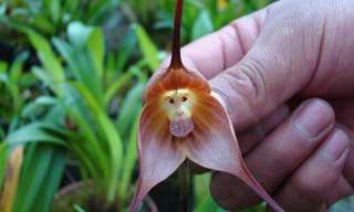 The Incredible Monkey Orchid Is a Unique Flower...