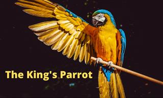 Parable of the King's Parrot