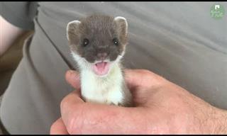 The Story of a Playful Stoat