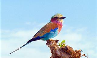 14 Exotic and Stunning Birds From Around the World