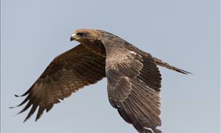 Take Flight Among these Beautiful, Graceful Birds